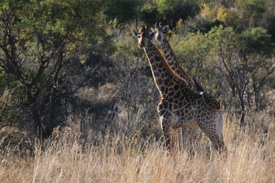 Commercial Property for Sale in Lekwena Wildlife Estate North West